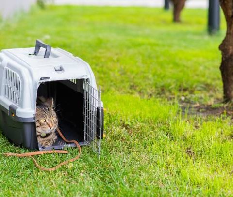 Garde chat vacances