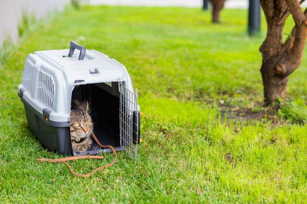Garde chat vacances